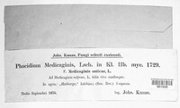 Pseudopeziza medicaginis image